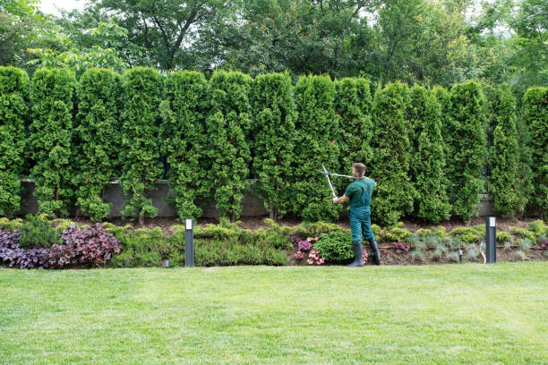 Best Tree Maintenance Programs  in North Utica, IL